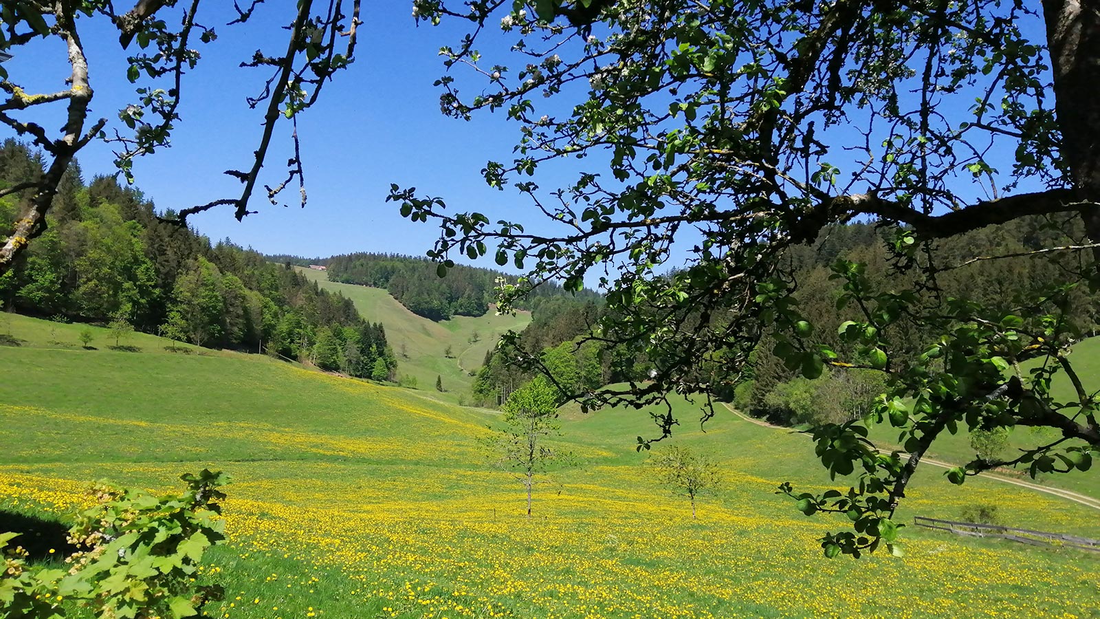 Urlaub auf dem Bauernhof MOOSHOF St Märgen Schwarzwald